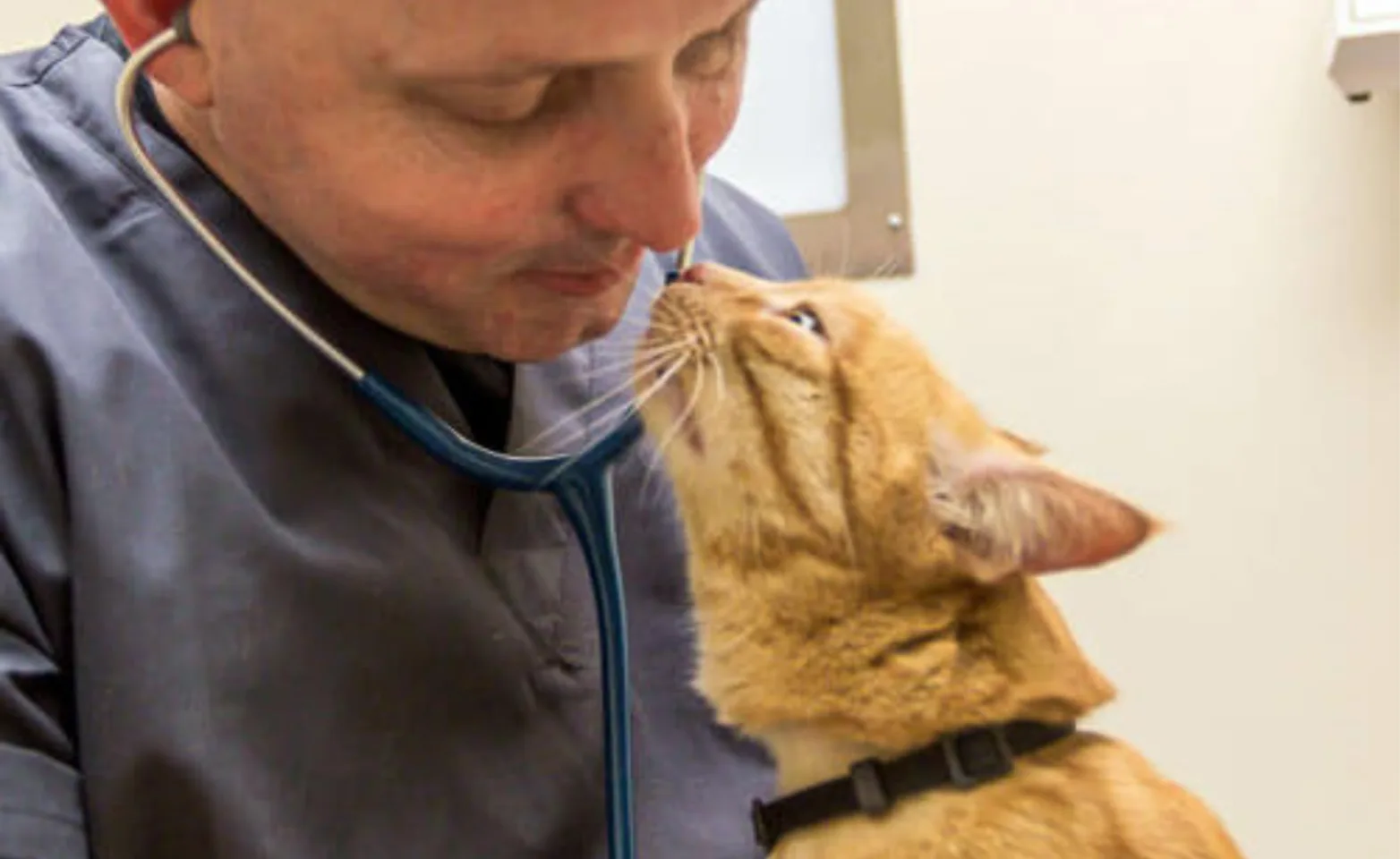 Veterinarian and orange cat nose-to-nose